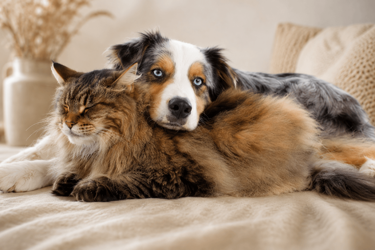 Un berger australien et un chat Maine Coon blottis ensemble sur un lit beige